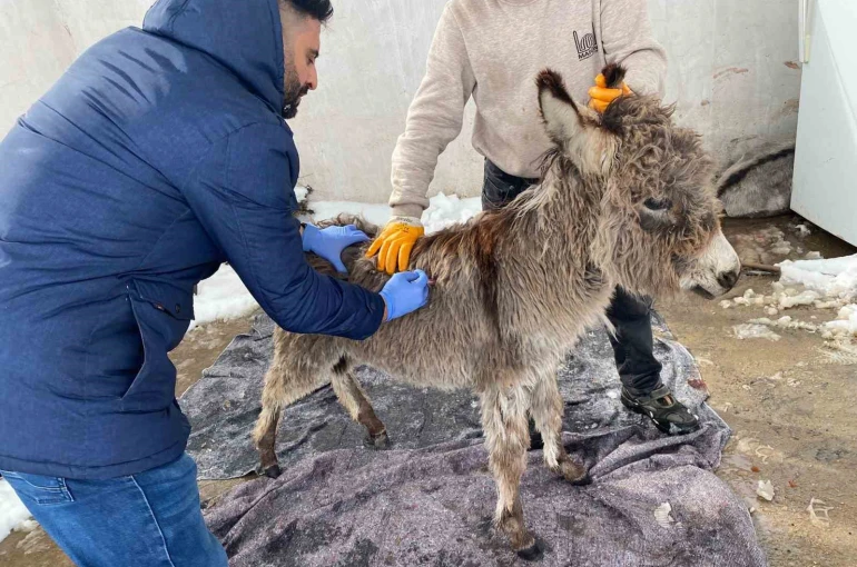 Mazıdağı Belediyesinin "sahip çıkıldı" dediği sıpa sokağa terk edildi