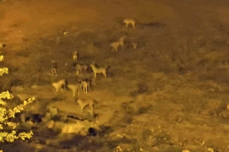 Mazıdağı’nda sokak köpekleri, vatandaşların korkulu rüyası oldu