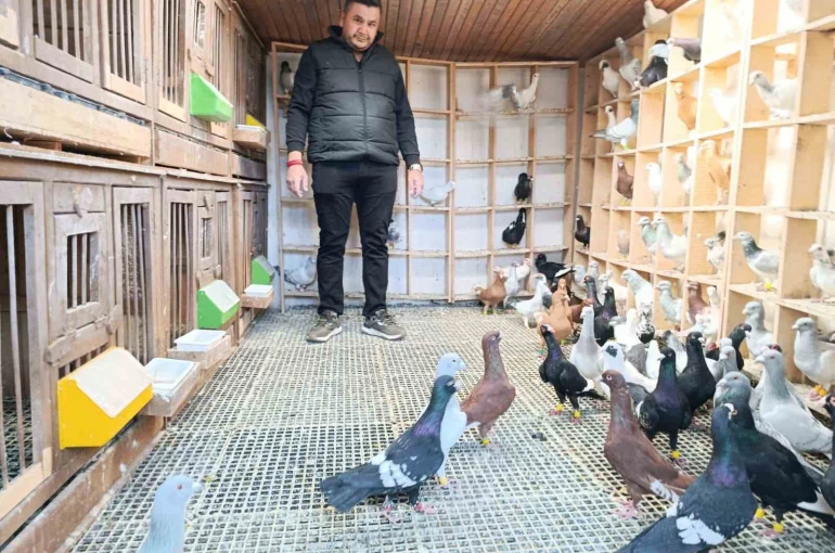 Memurluğu bırakıp güvercin yetiştiricisi oldu, otomobil fiyatına satıyor