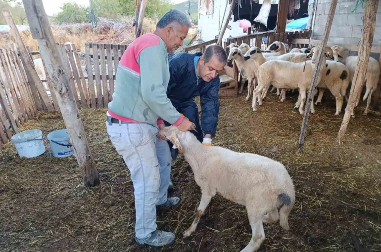 Menteşe’de şap aşısı kampanyası hız kesmiyor