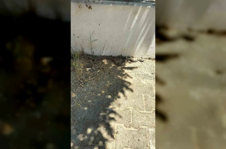 Menteşe’de zehirli engerek okul bahçesinde görüldü 