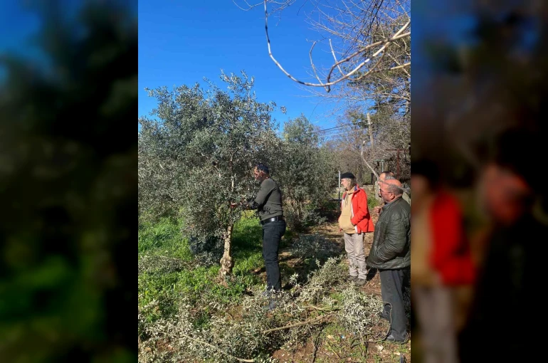 Menteşe’de zeytin ağaçları mercek altında