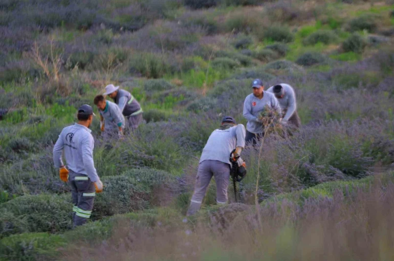 Merkezefendi’nin mor güzelliğinde hasat tamamlandı