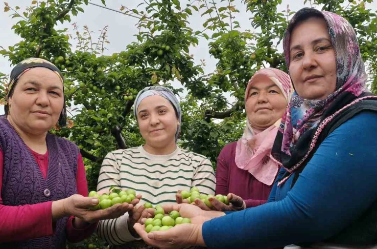 Mersin’de açıkta erik hasadı başladı, fiyatı 200 TL’ye kadar düştü