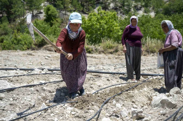 Mersin’de atalık ’Leklek’ fasulyesi yeniden toprakla buluştu
