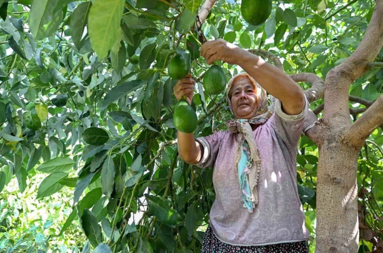 Mersin’de çiftçiye tropikal meyve desteği