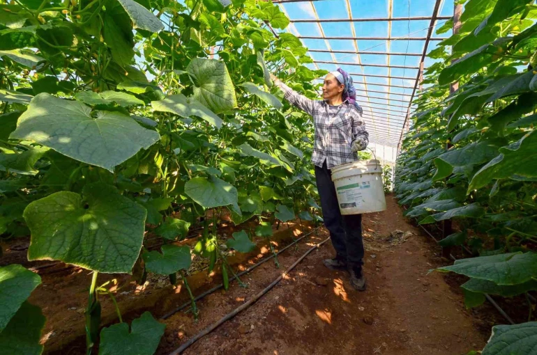 Mersin’de hıyar fidesi desteği Aydıncık’ta hasada dönüştü