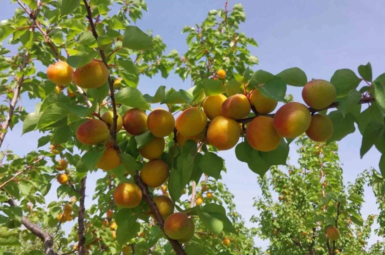 Mersin’de kayısı hasadı başladı, üretici verimden memnun