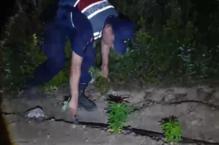 Mersin’de ormanlık alana ekilen bin 500 kök kenevir ele geçirildi