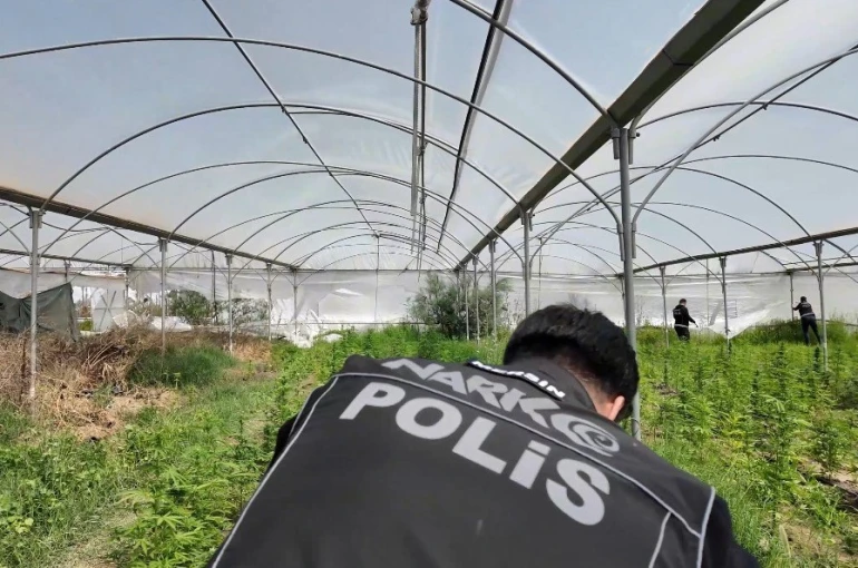 Mersin’de seraya baskın: Binlerce kök Hint keneviri ele geçirildi