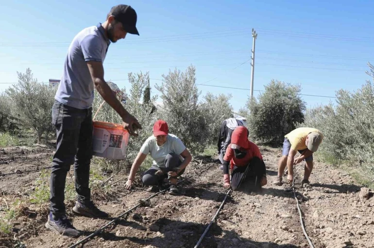 Mersin’de üreticiye ilk kez enginar yumrusu desteği verildi