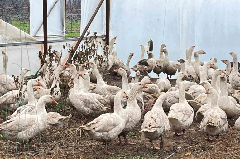 Meyve bahçelerinde yabani otla mücadelede kazlar sahaya indi