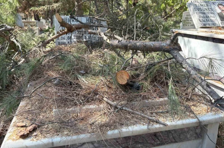Mezarlıkta budanan ağaçlar kabirlere zarar verdi