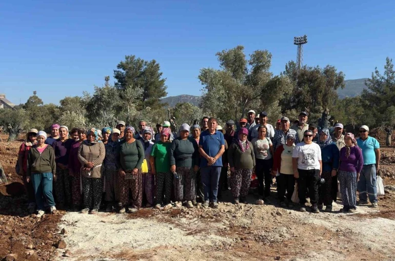 Milas’ta 151 zeytin ağacı doğal saksı yöntemiyle yeni yerlerine taşındı