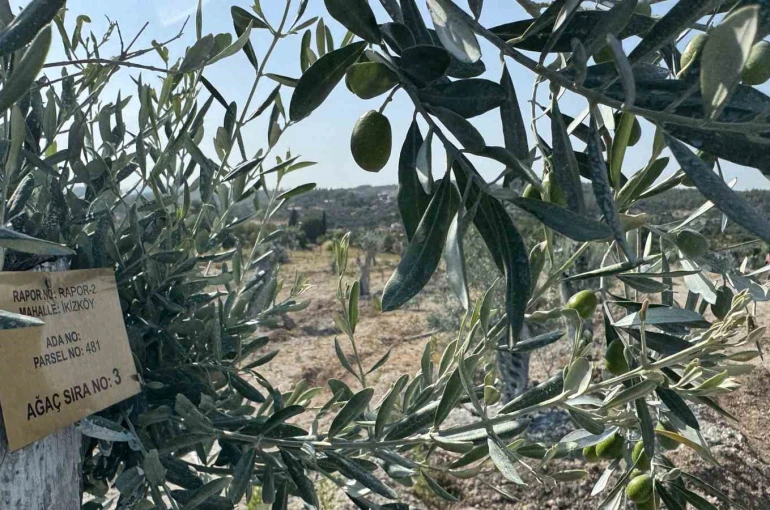 Milas’ta bilimsel yöntemlerle taşınan zeytin ağaçları, bir yıl dolmadan yeniden meyve vermeye başladı 