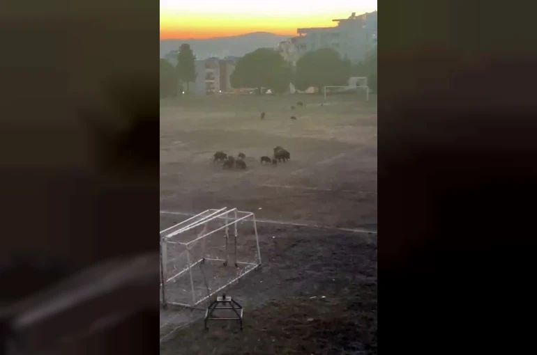Milas’ta yaban domuzları futbol sahasını mesken tuttu