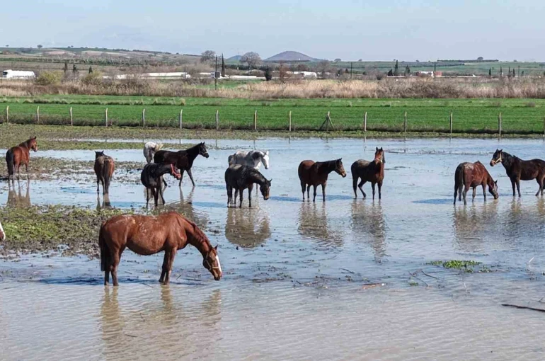 Milyonluk yarış atları da su altında kaldı