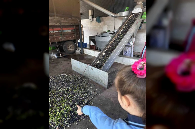 Minikler zeytinin ağaçtan sofraya uzanan serüvenini uygulamalı öğrendi