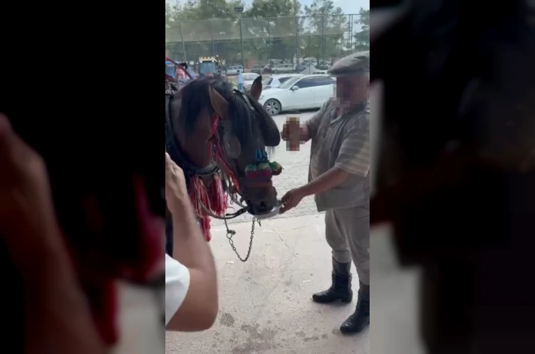 Muğla’da "Bu kadarı olmaz" dedirten görüntüler: Fayton çeken ata alkol içirdiler