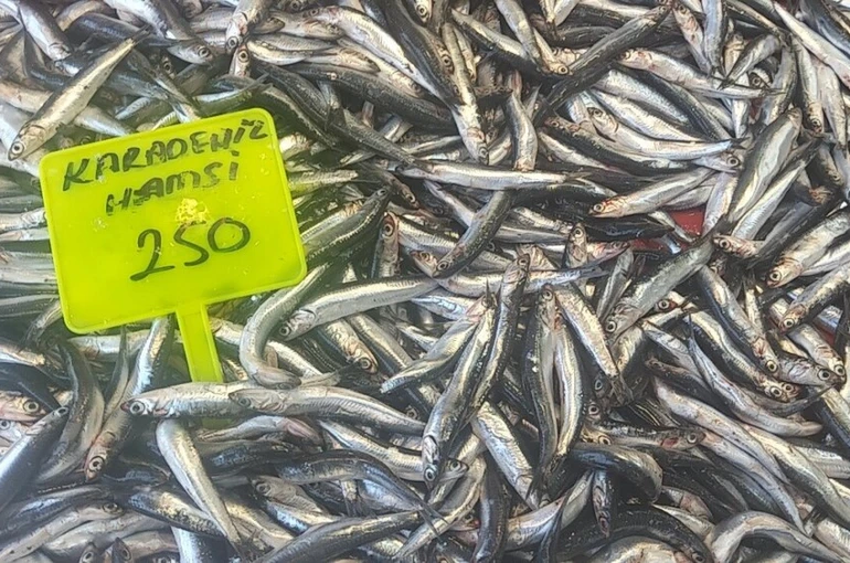 Muğla’da Karadeniz hamsisi kilosu 250 TL’den satışta