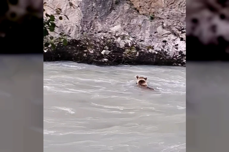 Munzur Nehri’ni geçmeye çalışan ayının mücadelesi kamerada