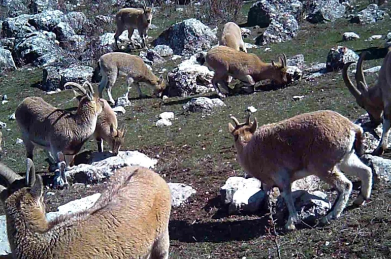 Munzur’un sessiz misafirleri fotokapana takıldı