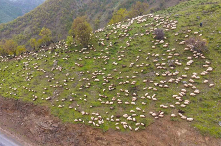 Muşlu besicilerin yaylalara yolculuğu başladı