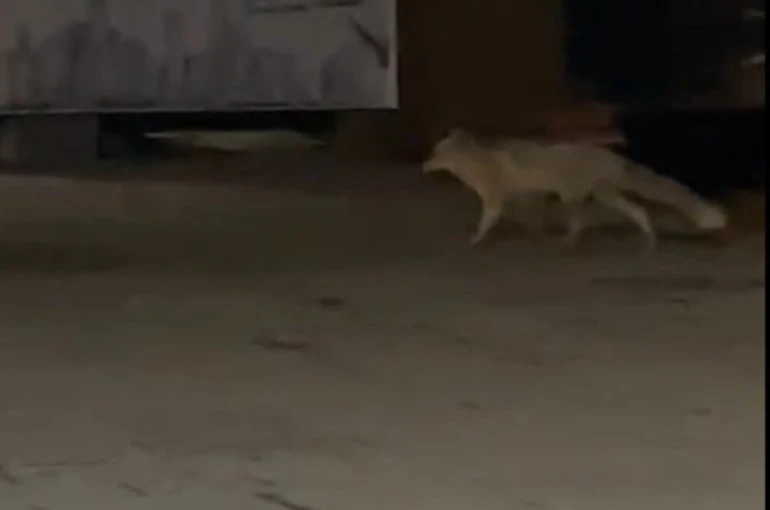 Muş’ta aç kalan tilki şehir merkezine indi