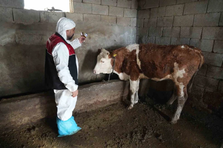 Muş’ta şap ve şarbon aşılama kampanyası başladı