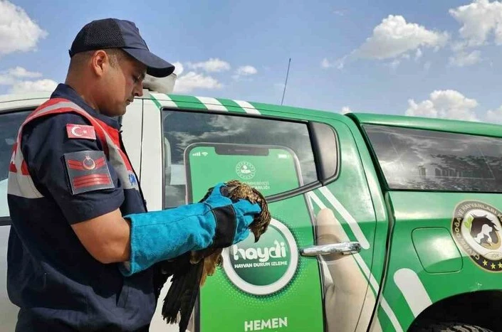 Muş’ta yaralı bulunan kartal koruma altına alındı