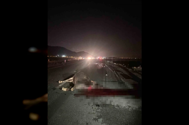 Muş’ta yola çıkan inekler kazaya neden oldu: 1 yaralı