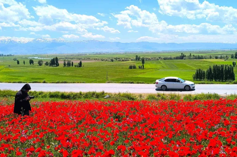 Muş’taki doğal gelincik tarlası vatandaşların ilgi odağı oldu
