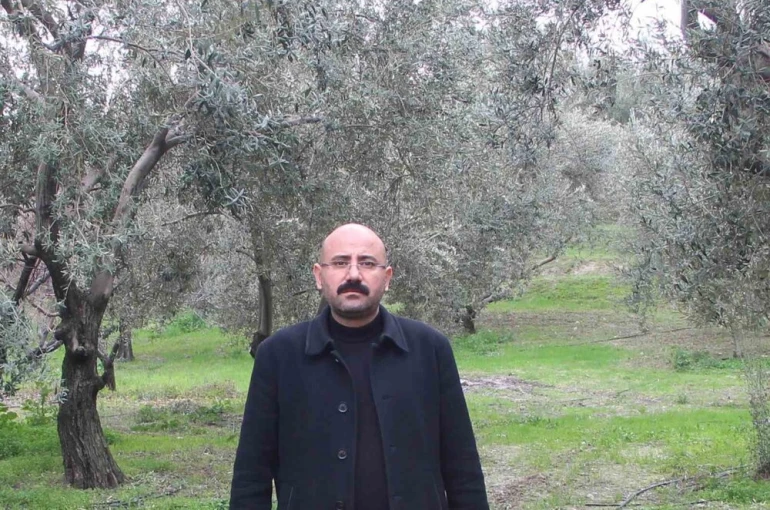 Mut’da bu yıl 120 bin ton zeytin rekoltesi bekleniyor