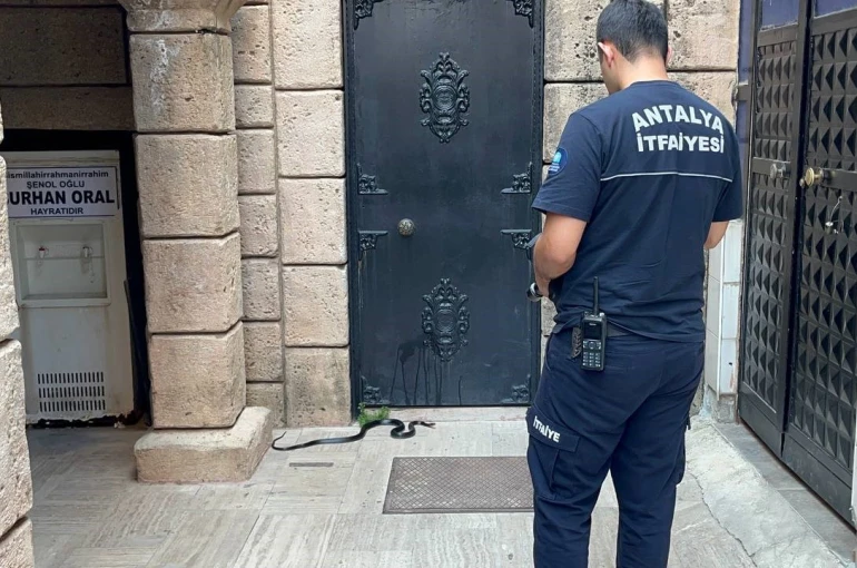 Namaza gelen cemaat karşılaştıkları yılanı önce oyuncak sandı, hareket edince telefona sarıldı