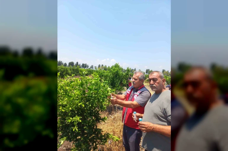 Narenciye bahçelerinde faydalı böcek salımı yapıldı