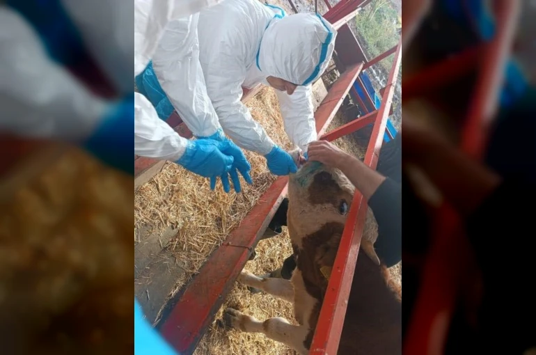 Nazilli’de şap hastalığıyla mücadele sürüyor