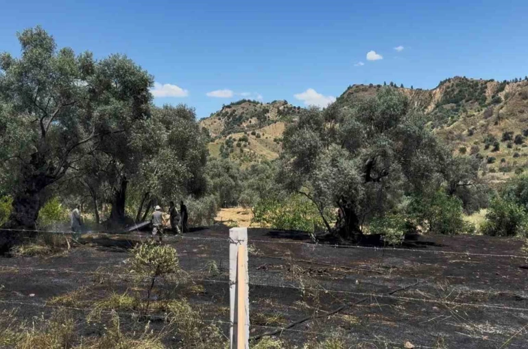 Nazilli’de zeytin bahçesi yangını