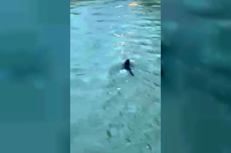 Nesli koruma altında olan su samuru ile denizde yunus balıkları görüntülendi