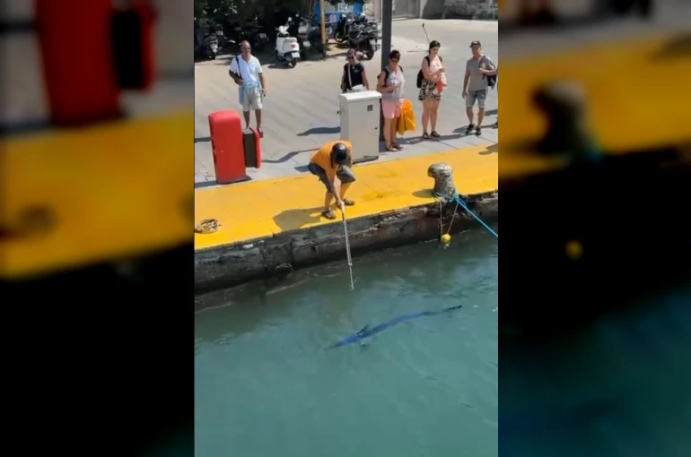 Nesli tehlike altındaki balığı limanda zıpkınla vurdular