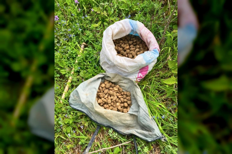 Nesli tehlike altındaki salep yumrularını toplayan kişiye 699 bin TL ceza