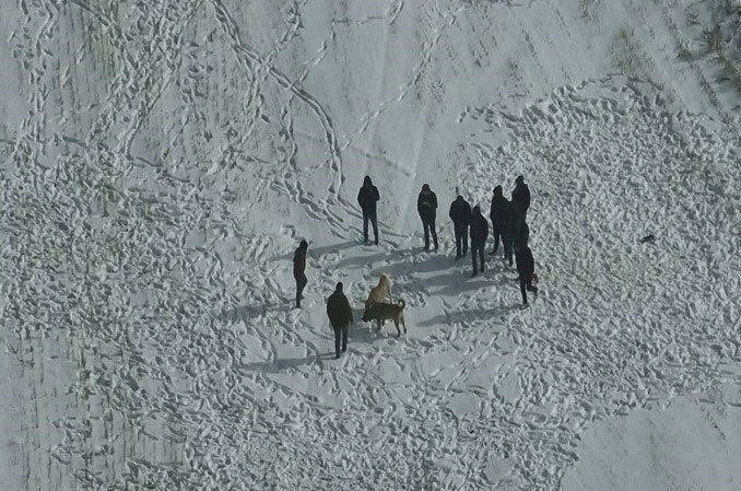 Nevşehir’de köpek dövüşüne jandarma baskını