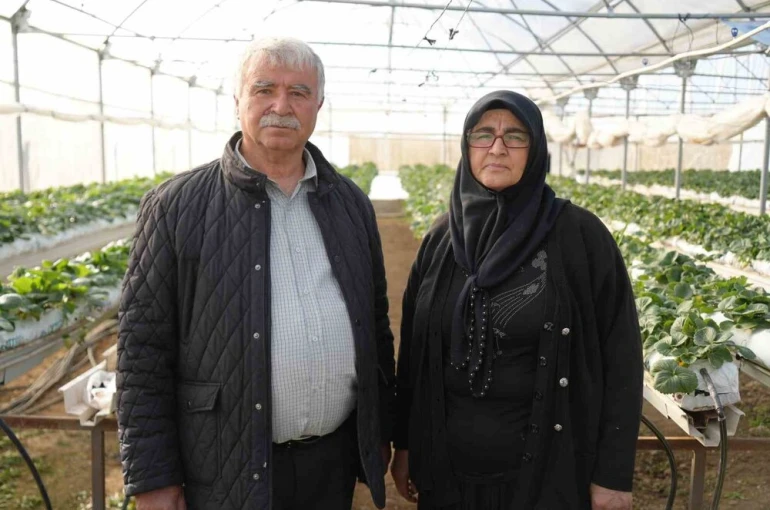 Niğde’de topraksız tarım yöntemiyle çilek üretimi kadın emeğiyle büyüyor