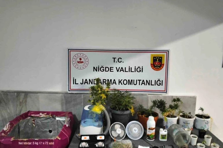 Niğde’de yasadışı kenevir yetiştirenlere operasyon