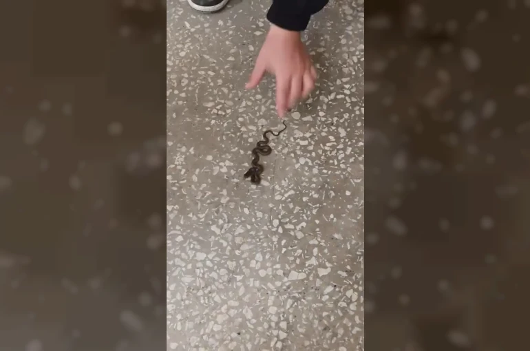 Okul koridorunda yılan paniği