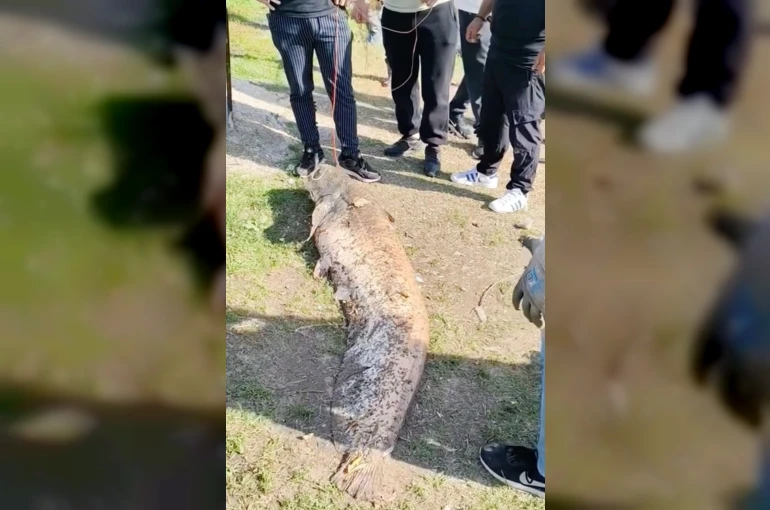 Oltaya takılan 50 kiloluk dev balık şaşırttı 