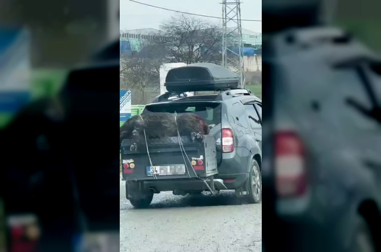 Ölü domuzu aracın arkasında taşıdılar