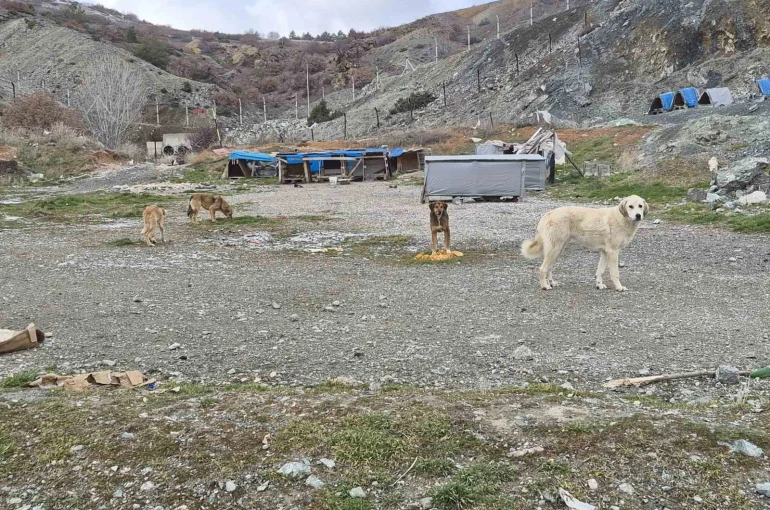 Onlarca köpek bu yuvalarda ısınıyor 