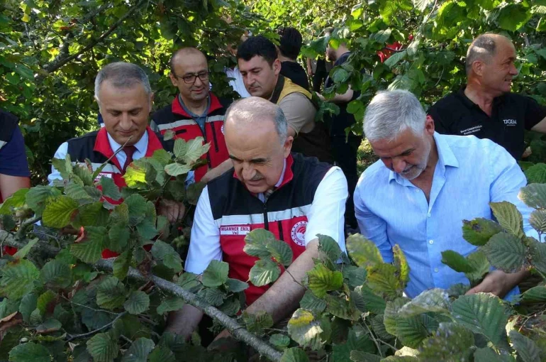 Ordu’da fındık hasadı resmi olarak başladı