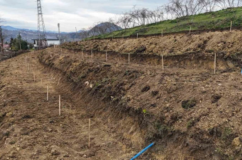 Ordu’da fındıkta verimi arttırmak için yeni teknikler