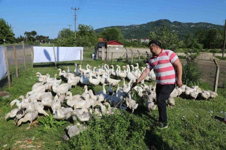 Ordu’da kaz bereketi: 20 ile başladı, 220’ye çıktı